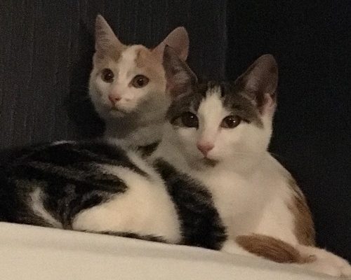 Uppdaterning Skogstrollen och Stallungarna