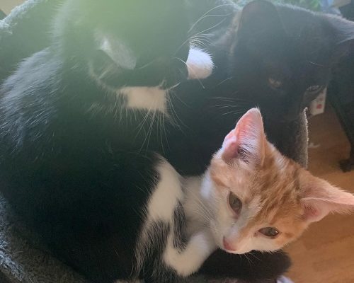 Akut insamling/Redovisning