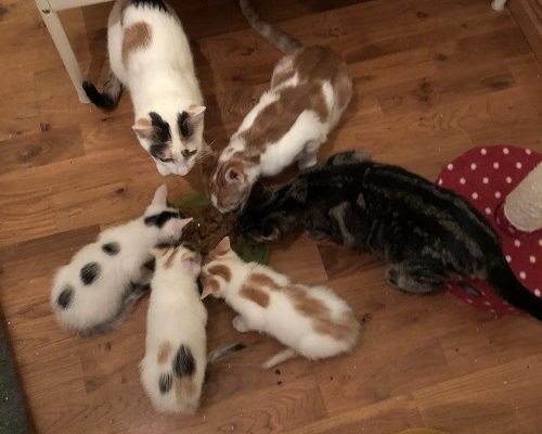 Stallungarna och Melker