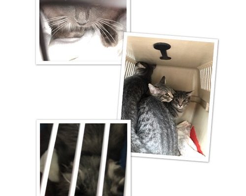 Kattastrofkatterna Göteborg