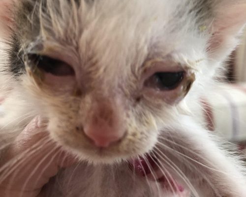 Akut insamling Stallungarna och Kattastrofkatterna