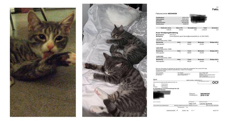 Kattastrofkattungarna Leif, Lasse och Ludde