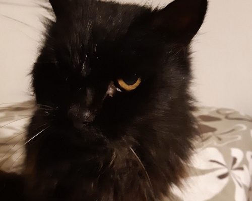 Månadens Tjuga fortsätter