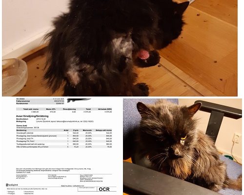 Uppdatering/Redovisning/ Insamling Don