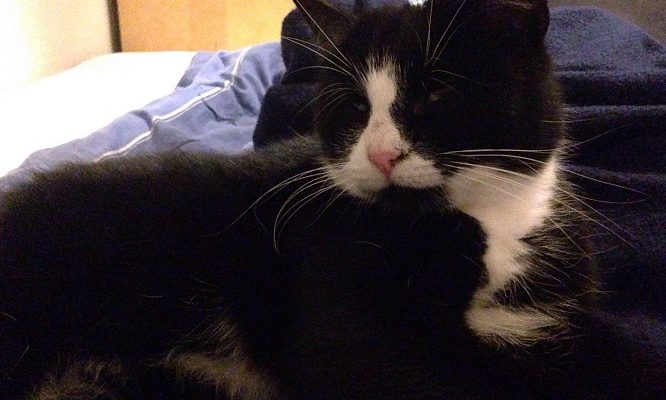 Insamling/Uppdatering Blackie