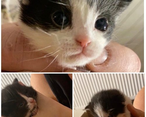 Supermegaakutnödrop Amma/fristad