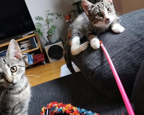 Rädda Tassens Katthjälp