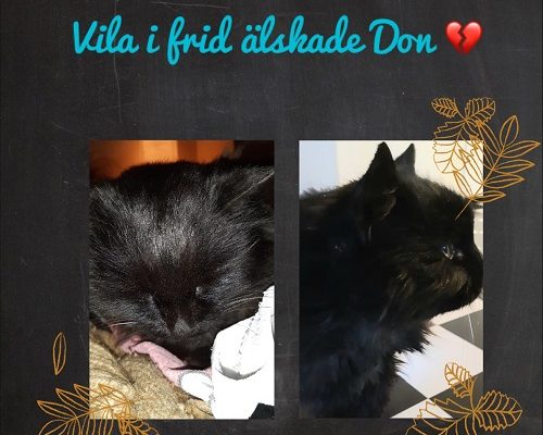 Vila i frid älskade Don vår lilla kämpe