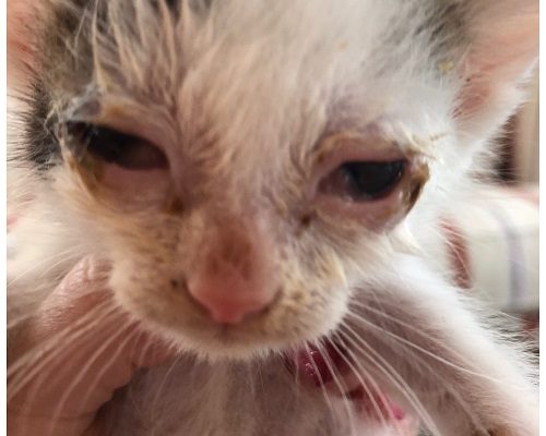 Akut nödrop Stallungarna