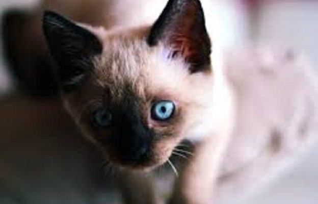 Uppdatering/Insamling Stallungarna