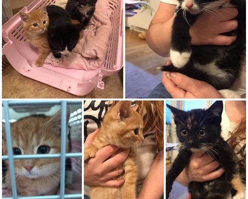 Akut Insamling Tre Små Knattar