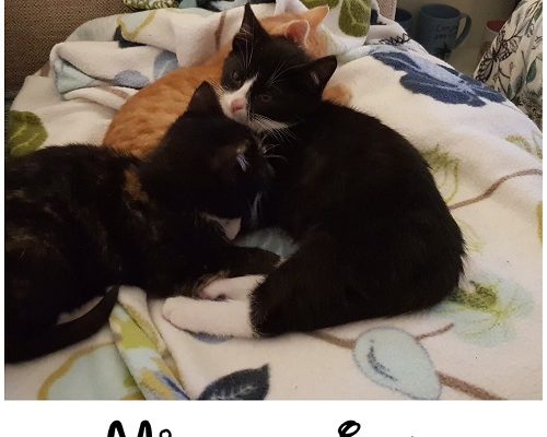 Månadens Tjuga till förmån för Knattarna