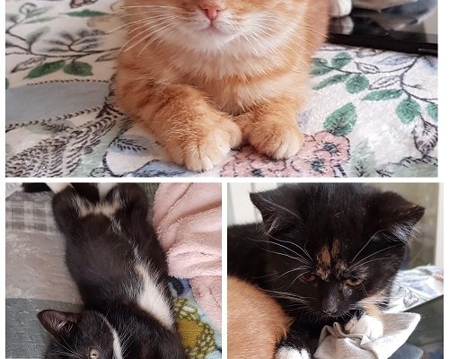 Andra adventsutmaningen med vinstchans