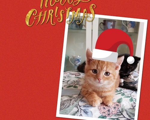 Tassens Julinsamling till katter i nöd