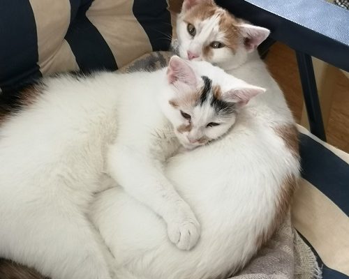 Sankta Lucia skänk mig en tia