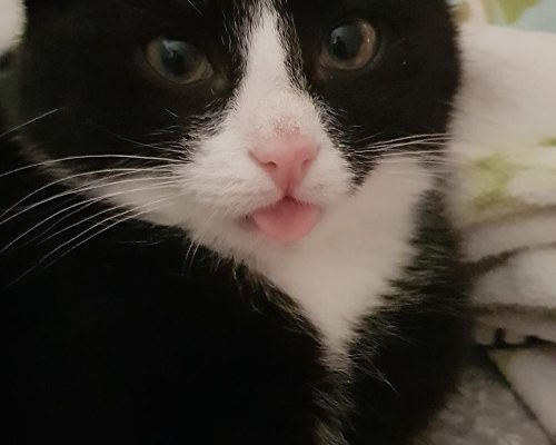 Tredjeadventsinsamling