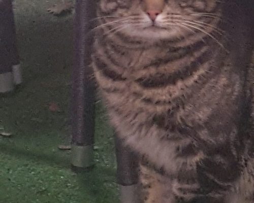 Akut nödrop/Insamling Caesar