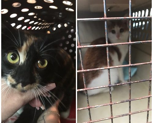 Insamling/Uppdatering