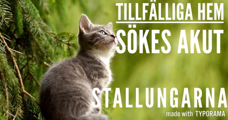 Tillfälliga hem sökes