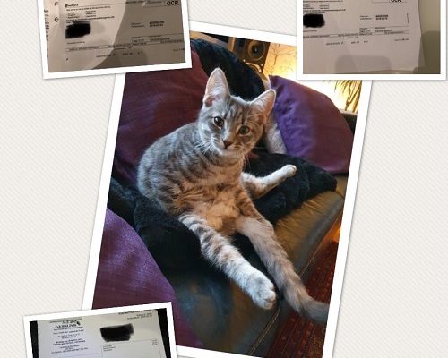 Insamling för katter i nöd