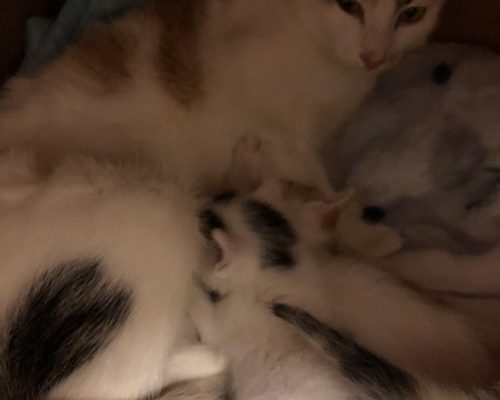 Nödrop/Insamling Stallungarna