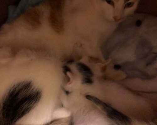 Insamling Stallungarna