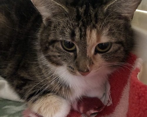 Uppdatering Insamling Stallungarna