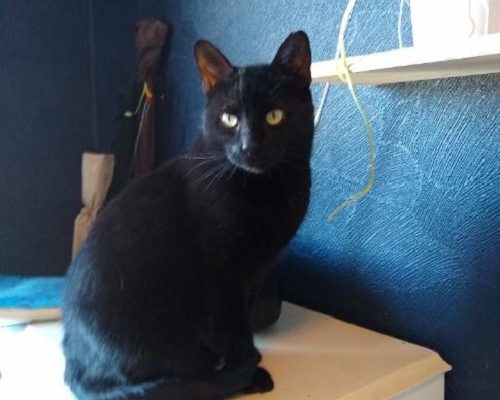 Akut insamling Morris