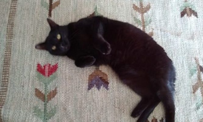 Uppdatering/Insamling Morris