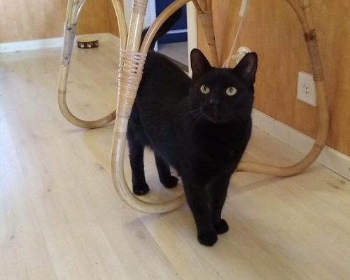 Påskutmaningen till förmån för Morris