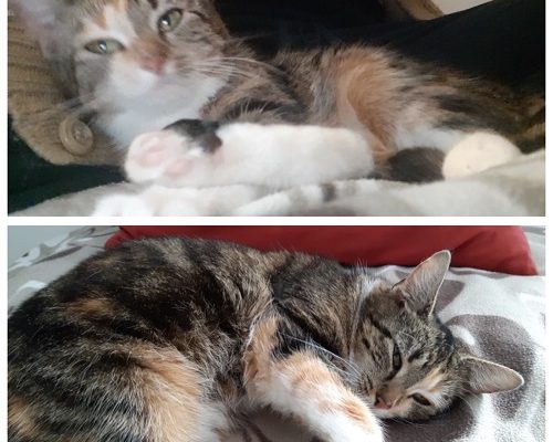 Uppdatering/Insamling Elisabet