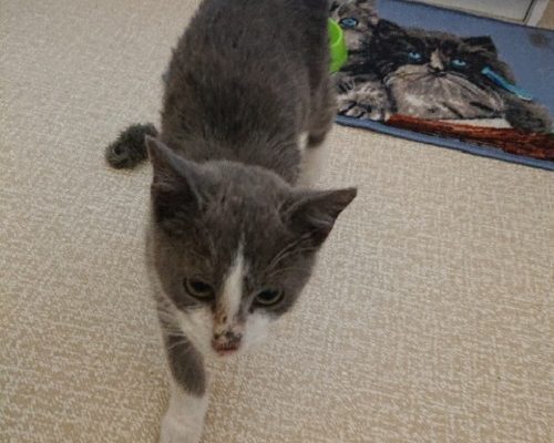 Akut Insamling/Nödrop