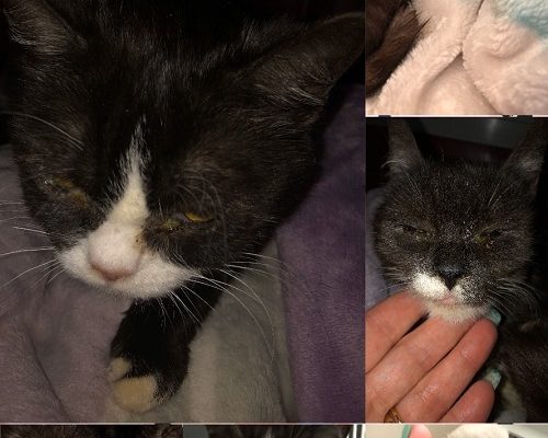 Megaakut nödrop/insamling