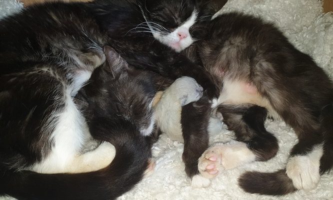 Nyheter Insamling/Uppdatering