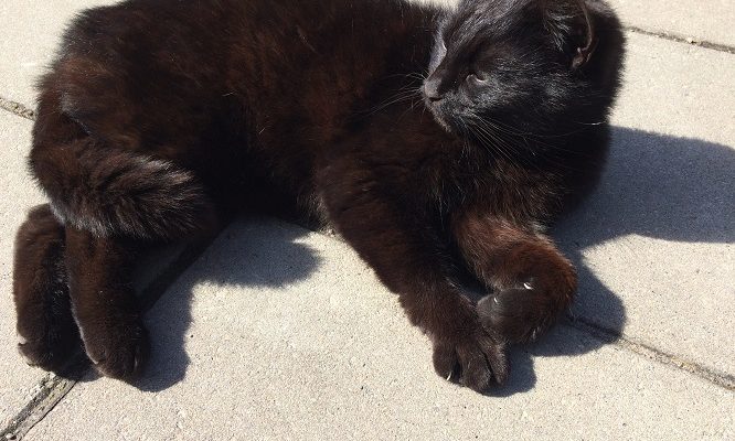 Fristad sökes i Göteborg