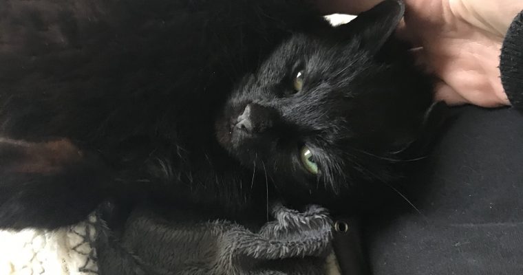 Akut insamling Doris