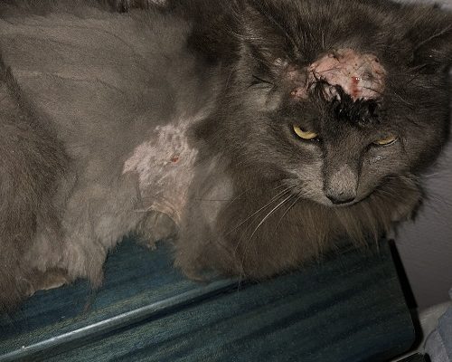 Akut nödrop/Insamling