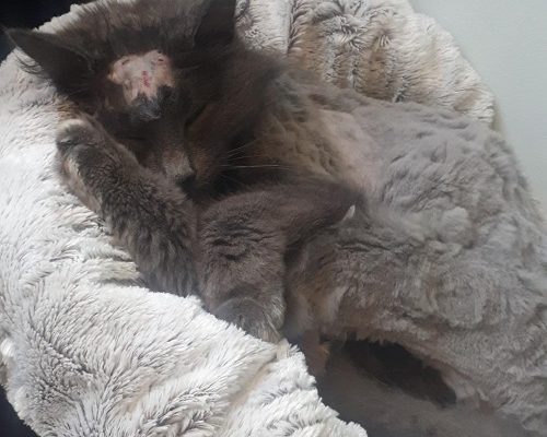 Megaakut insamling Silvia