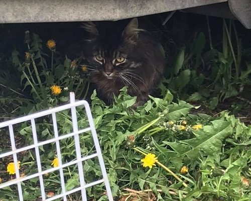 Torslandakatten “Tjorven ”