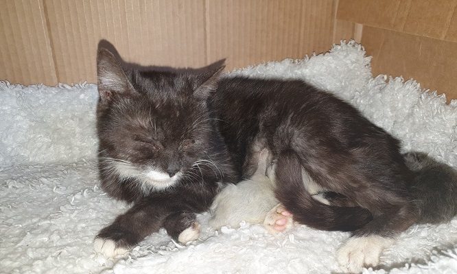 Insamling/Uppdatering Misärmammorna