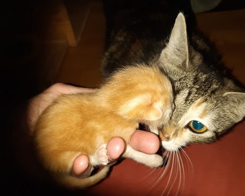 Akut insamling katter i nöd!