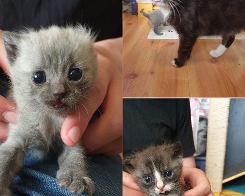 Supermegaakut insamling