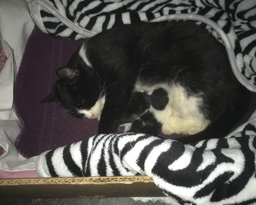 Uppdatering Rosabella