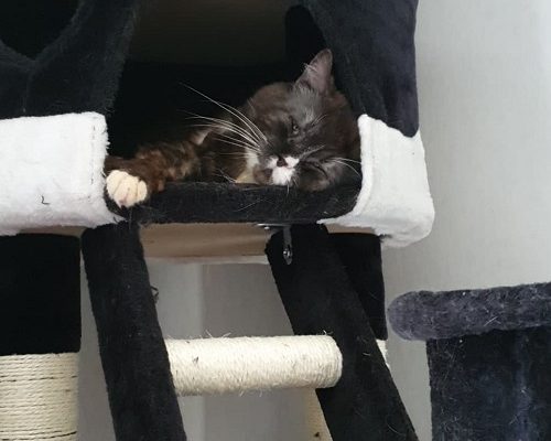 Insamling Feliz och Ashera