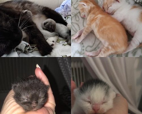 Insamling f.d. Misärkatter med bebisar