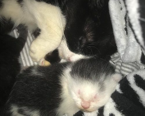 KRISLÄGE för f.d. misärkatt Rosabella!