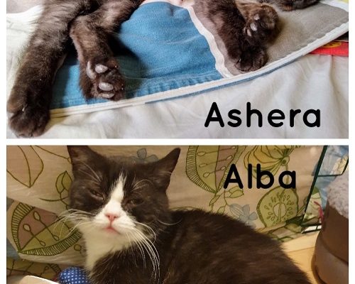 Insamling Ashera och Alba