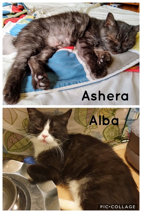 Insamling Ashera och Alba