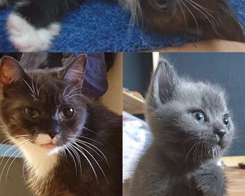 Uppdatering Shekina och bebisar