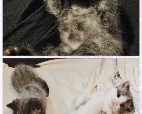 Nyheter Tindra och Co. (f.d. misärkatt)